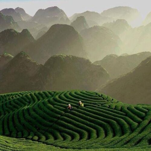 ชาชนิดเดียวกัน ทำไมรสชาติถึงแตกต่างกัน?