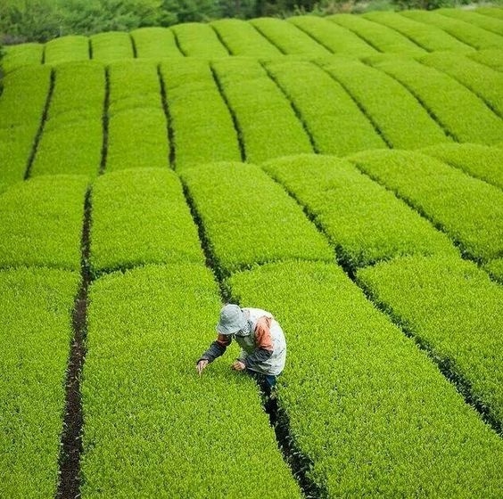 Tea plantation