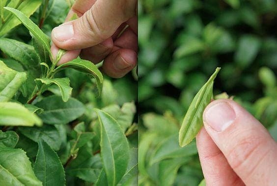 Tea harvesting