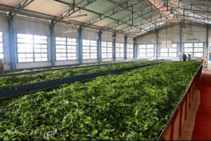 Tea Processing