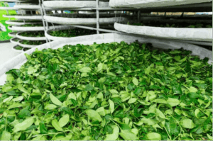 Tea Processing